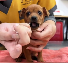 N2201029 This Injured Animal Was Just Seconds Away From Dying