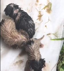 N2201030 Injured in the Wild — Every Second Mattered