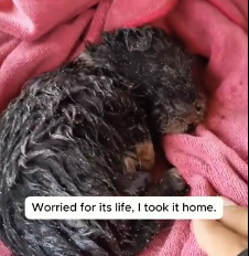 N2201031 This Injured Animal Made One Move That Changed Everything