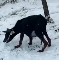 N0201059 Dog Hepatic ascites #pet #doginsnow #sickdog #abandoned #fyp