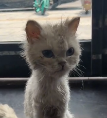 N2201033 Predator Closing In on an Injured Animal — Watch Closely