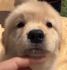 N2201034 Hurt and Terrified… This Animal Was Desperate for Help