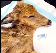 N2201036 Pain Slowed It Down — Danger Took Advantage