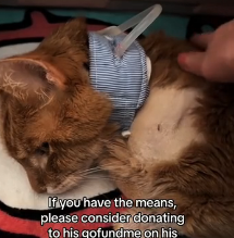 N2201037 Trapped, Wounded, and Surrounded by Threats