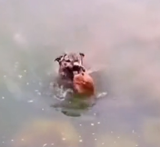 N2201038 Predator Closing In — The Injured Animal Had Nowhere to Run