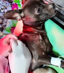 N2201039 Nature Showed Its Cruel Side to This Wounded Animal