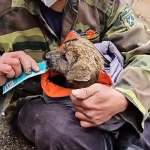 N2201040 This Injured Animal Made a Desperate Move to Stay Alive