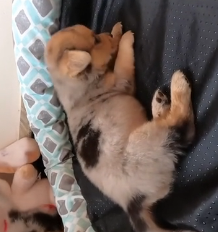 N2201042 This Injured Animal Was One Second From Death