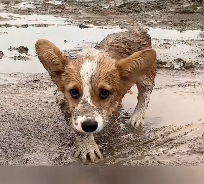 N0201060 Muddy Hideout to Wiggly Smiles Legged Corgi Life