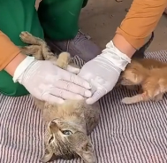 N2201043 Hurt, Exhausted, and Struggling to Survive