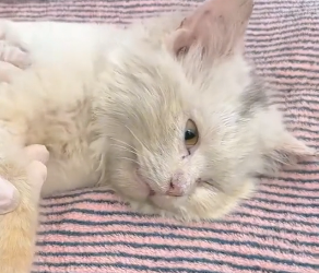 N2201044 Injured and Surrounded by Danger — This Animal Had No Choice