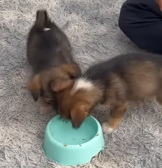 N2201045 This Animal’s Painful Injury Left Everyone Shocked