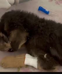 N2201046 An Animal in Danger, Injured and Unable to Escape