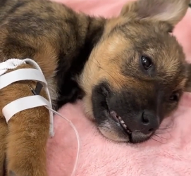 N2201047 An Animal in Serious Trouble — The Situation Got Worse