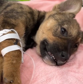 N2201047 An Animal in Serious Trouble — The Situation Got Worse