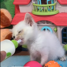 N2201048 A Hidden Injury That Put This Animal’s Life at Risk