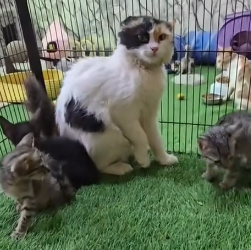 N2201049 An Animal in Pain and Fear — The Outcome Was Uncertain