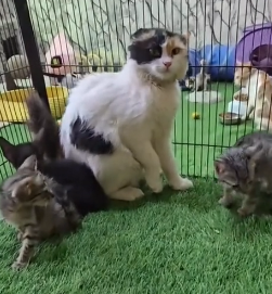 N2201049 An Animal in Pain and Fear — The Outcome Was Uncertain