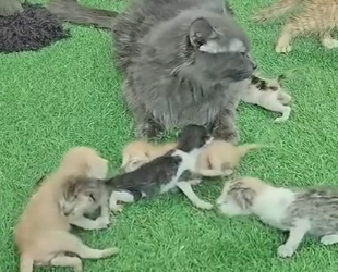 N2201050 Weak, Wounded, and in Trouble… This Animal Needed Help Fast