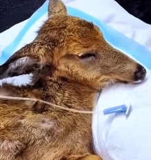 N2201015 One Injury Nearly Cost This Animal Its Life