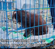 N2201051 This Animal’s Injury Nearly Cost Its Life