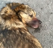 N0201061 Miracle of Love One Year After Crash #pet #dogrescue #dogsec…