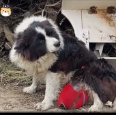 N2201053 This Animal Was Vulnerable at the Exact Wrong Time