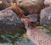 N2201054 Pain Took Control — The Animal Couldn’t React in Time