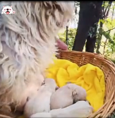 N2201055 This Injury Put the Animal on Nature’s Hit List