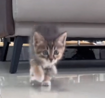 N0201007 Rescue stray cats #rescue #cute #helpanimals #love #cat #catsoftikto… (2)