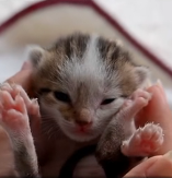 N2201056 A Dangerous Moment Found This Animal Already Wounded