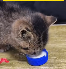 N2201058 This Animal’s Injury Turned Into a Life-or-Death Situation