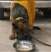 N2201059 This Animal’s Injury Put Its Life at Risk