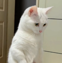 N2201060 An Injured Animal in Danger — The Camera Caught Everything