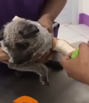 N2201061 This Animal Was Injured in a Way No One Expected