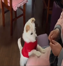 N2201062 This Injured Animal Was Moments From Death