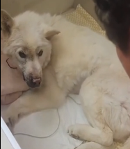 N2201063 A Seriously Injured Animal — Few People Dared to Watch