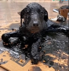 N2201064 Severely Injured and Unable to Move… This Animal Was Trapped