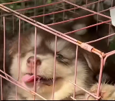 N0201062 Caged Strays to Wiggly Wonders Alaskan pups Fight #animalres