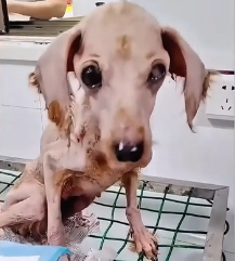 N2201065 One Click Could Change This Animal’s Fate Forever