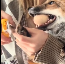 N2201066 An Animal in Danger… Will Anyone Save It in Time