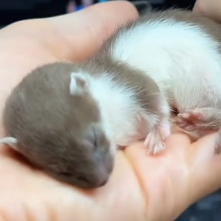 N2201067 This Injured Animal Was Seconds Away From Disaster