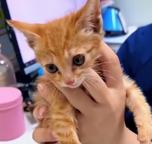 N2201068 This Injury Turned the Hunt Into a Death Sentence