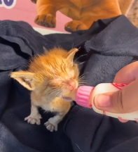 N2201069 This Injured Animal Was Discovered in a Place No One Expected