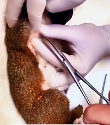 N2201071 This Animal Was Injured at the Worst Possible Moment