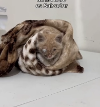 N2201073 Weak, Wounded, and Surrounded by Threats