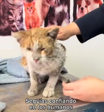 N2201074 An Injured Animal Facing a Nightmare in the Wild