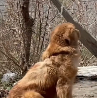 N0201063 despair to freedom Golden rescue #saveadog #neglecteddog #a…