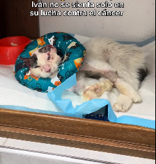 N2201075 This Injured Animal Made One Last Move to Survive