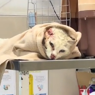 N2201076 Nature Turned Brutal on This Wounded Animal